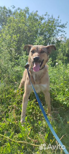 Собака 1 год