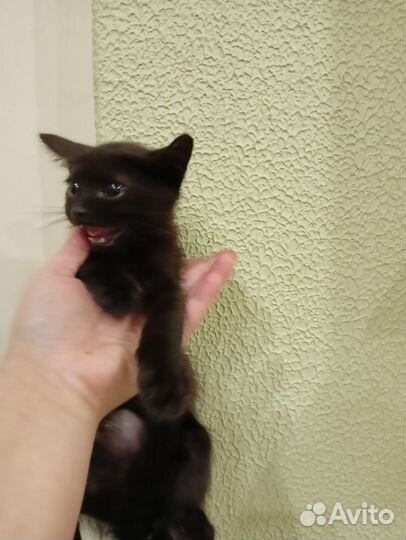 Котенок мальчик бесплатно