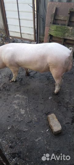 Услуги хряка