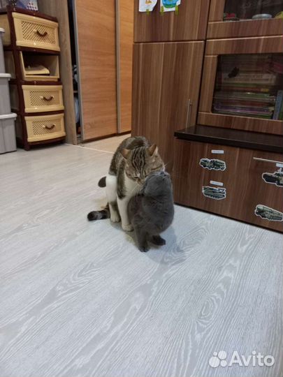 Шотландский кот вязка