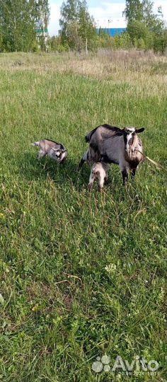 Продам козлят