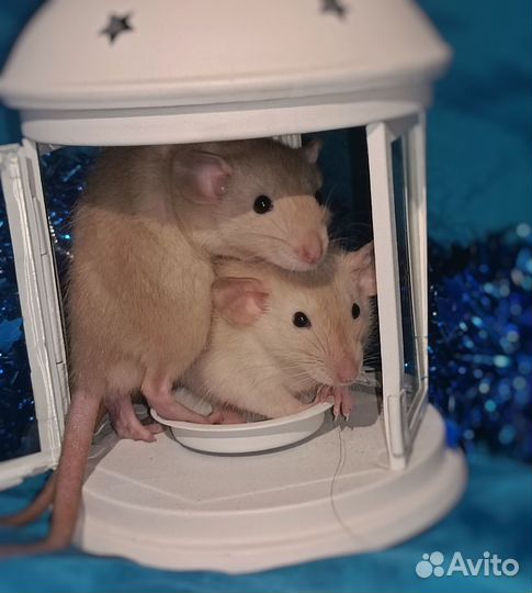 Крысята дамбо