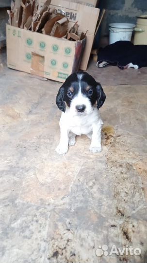 Щенки русского охотничьего спаниеля