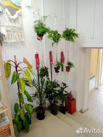 Комнатные растения