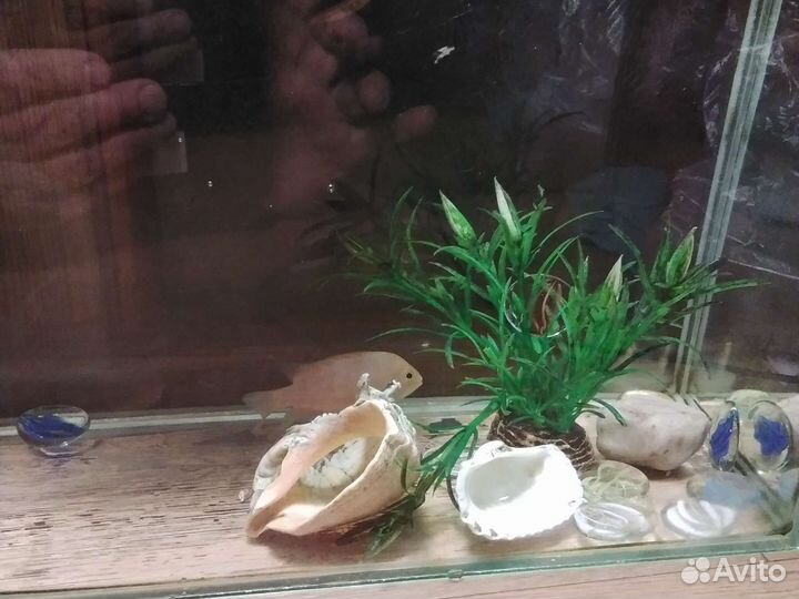 Аквариум с рыбкой