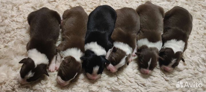 Щенки бордер колли