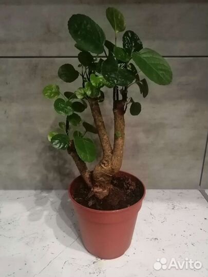 Полисциас фабиана