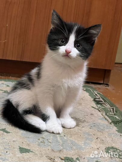 Отдам котенка в добрые руки