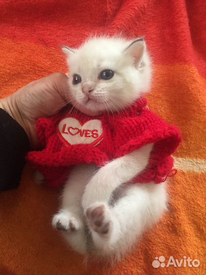 Котенок зефир