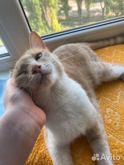 Рыжий котенок девочка в добрые руки