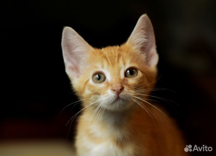 Рыжие Котята в добрые руки