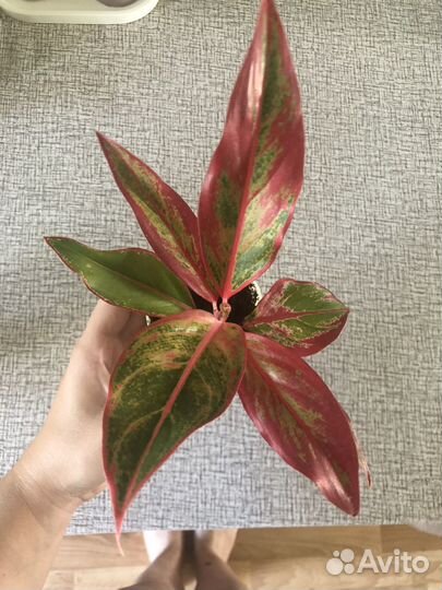 Аглаонема Крит