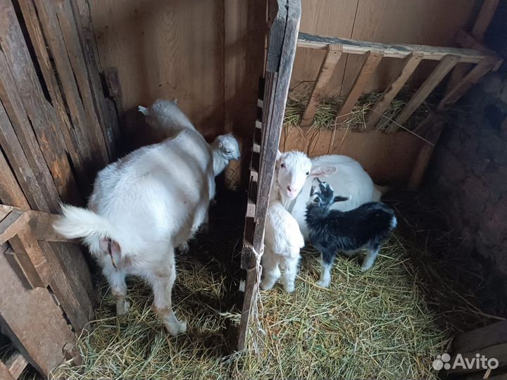 Козье молоко