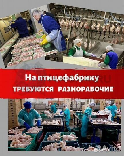 Вахта / Разнорабочие Птицефабрика