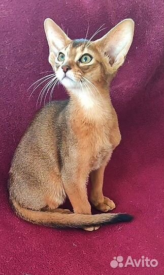 Абиссинские котята
