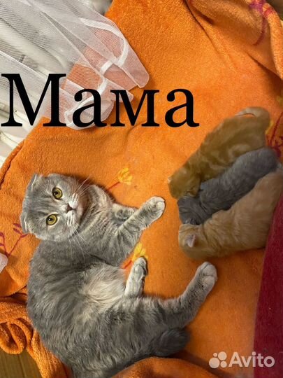 Британские котята