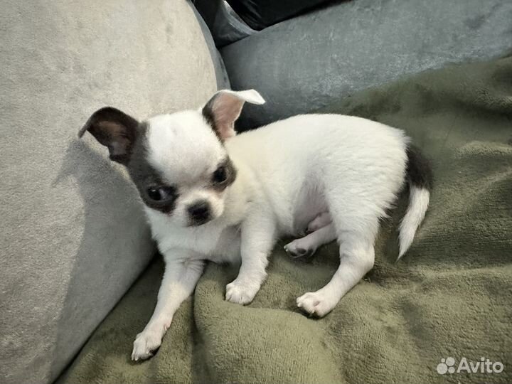 Чихуахуа мини