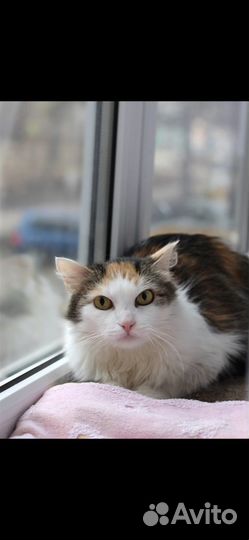 Кошечка в добрые руки