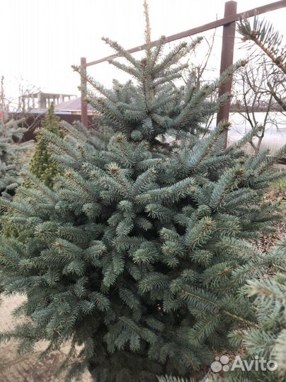 Ель голубая в горшке