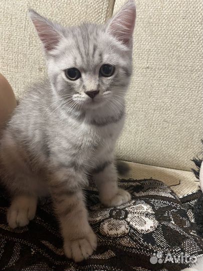 Кот британец серебристый