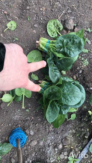 Шпинат свежий зелень