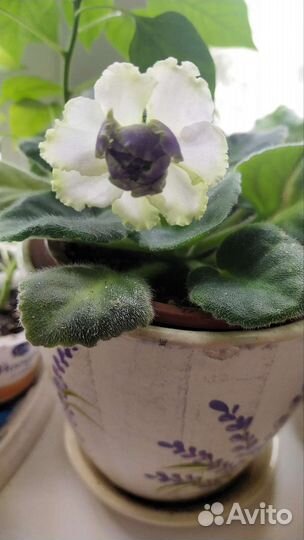 Сенполия,бальзамин,колеус,тацитус,пахистахис,геран