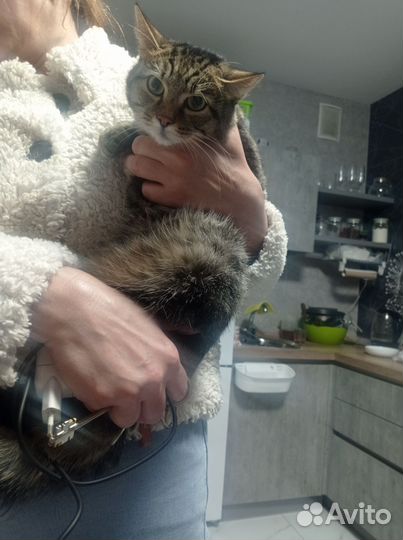 Кошка в дар