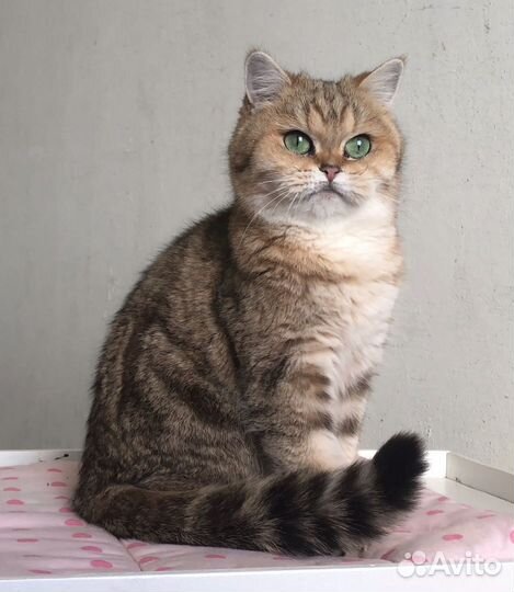 Британская