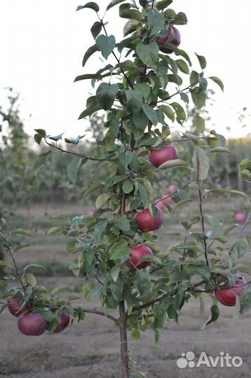 Саженцы плодовых деревьев и кустарников