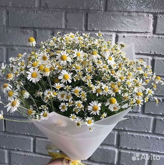 Цветы ромашки