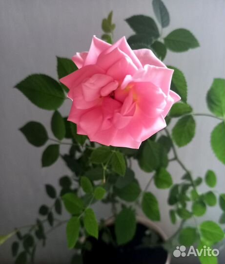 Розы комнатные в большом горшке