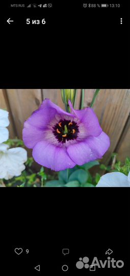 Рассада эустомы