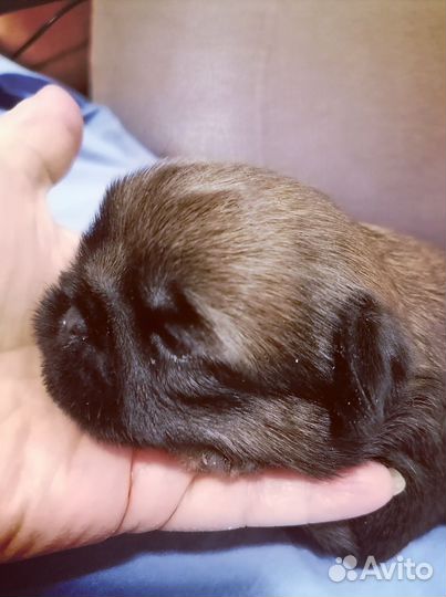 Щенок брюссельского гриффона