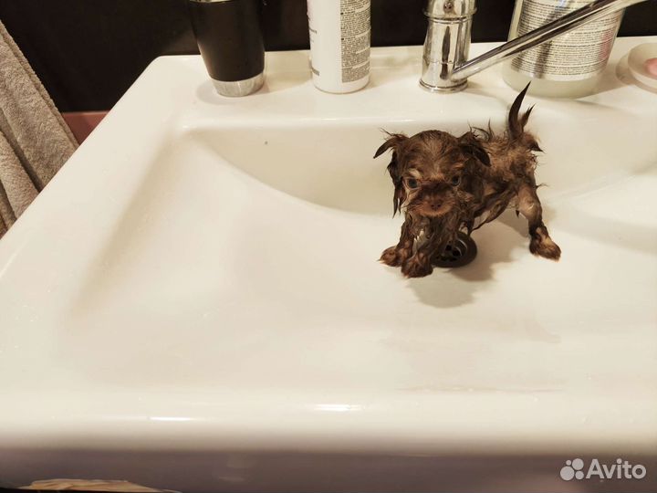 Коротко о размере. Микро Шпиц