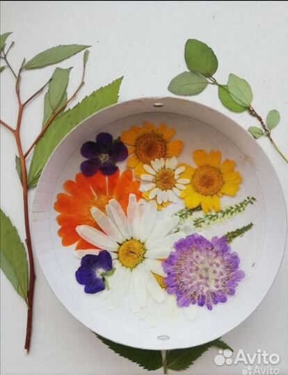 Сухоцветы полевые, лесные. Гербарий