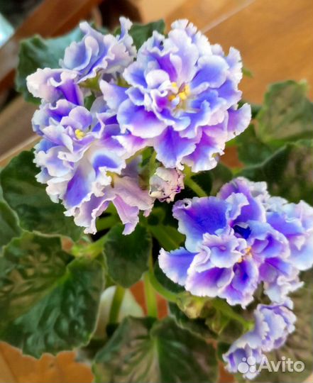 Фиалки цветущие