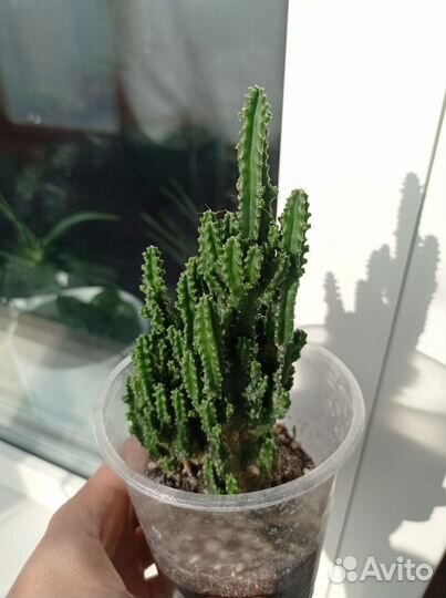 Агава,алоэ, растения