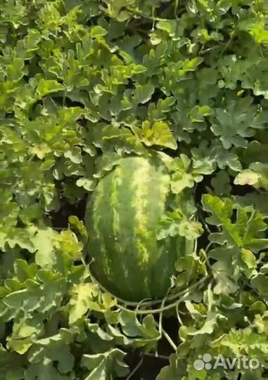 Арбуз оптом Каристан