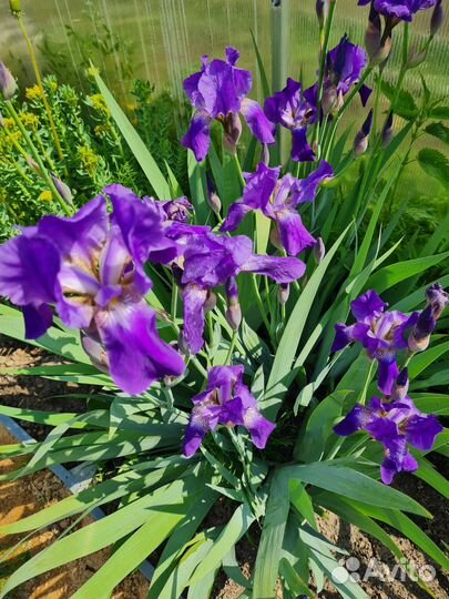 Ирисы