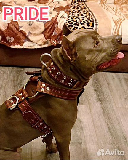 Амуниция для собак