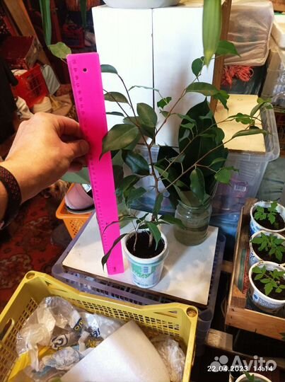 Фикус бенджамина зелёный