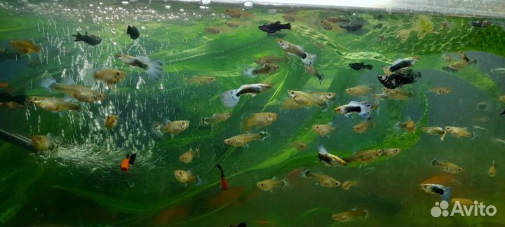 Гуппи голубые чистые линии