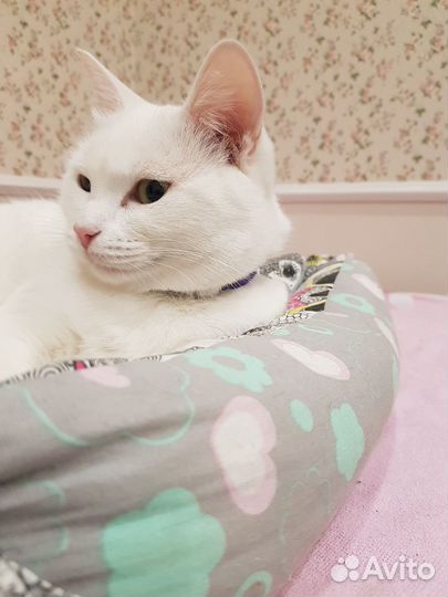 Кошка в добрые руки