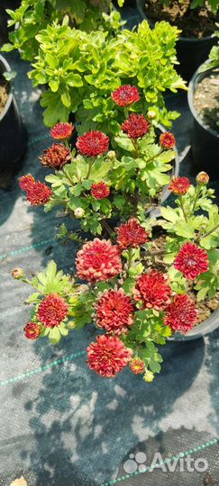 Хризантема Мультифлора