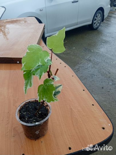 Плющ колхидский