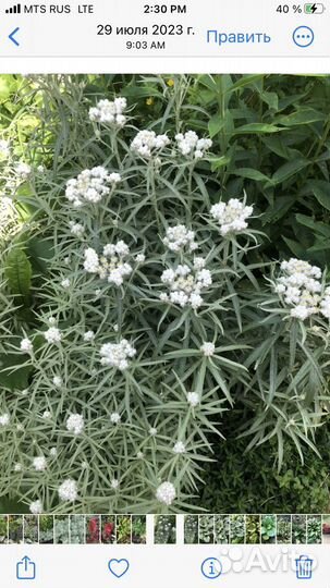 Многолетние растения