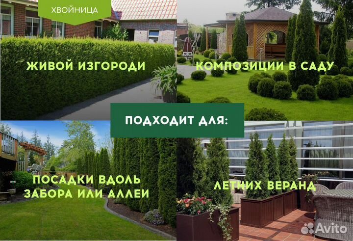 Туя Смарагд 1,8-2 м, Брабант, Колумна в ассортимен