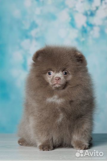 Шпиц мальчик лиловый