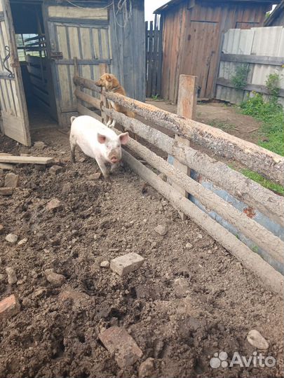 Свинья машка