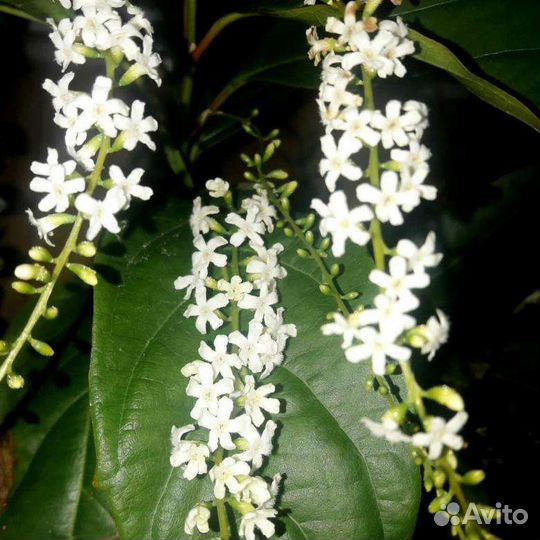 Цитарексилум